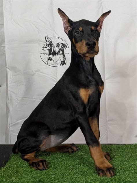 Jackson S Kennel Doberman Pinscher Puppies For Sale In Spencer IN