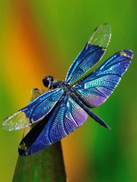 Download Beautiful Blue Dragonfly Wallpaper | Wallpapers.com