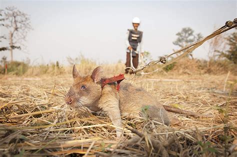 Hero Rats Siem Reap Day Tours Freedom Destinations