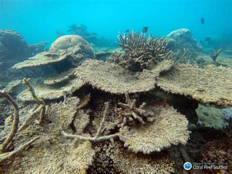 Great Barrier Reef suffered worst coral die-off on record in 2016: new