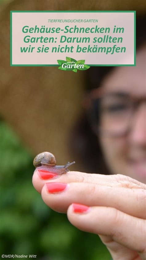 Geh Use Schnecken Im Garten Darum Sollten Wir Sie Nicht Bek Mpfen