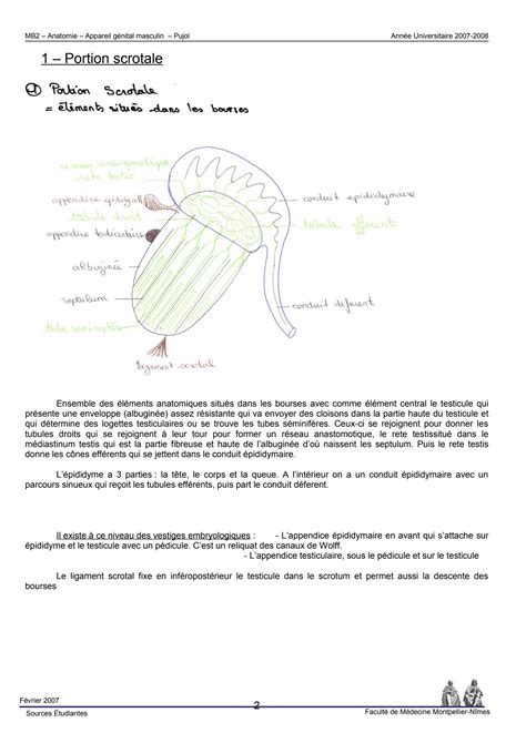 Solution Appareil Genital Masculin Studypool