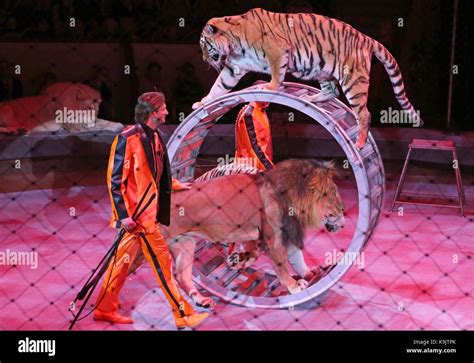 Circus Show Tiger Tamer High Resolution Stock Photography And Images