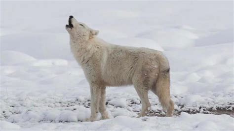 Wolves in Yellowstone National Park, Part I: Can hunting and tourism co ...