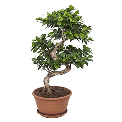 Ficus Benjamin O Bengiamino I Segreti Di Questa Bellissima Sempreverde