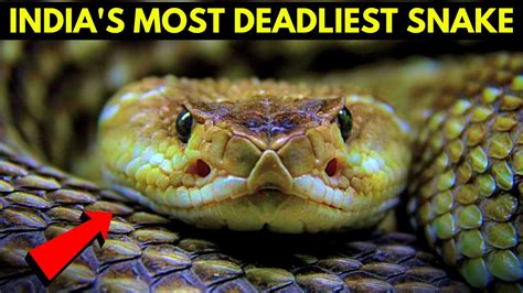 Indias Most Deadliest Snake 🐍😨 Youtube