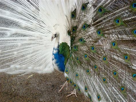 Things n Facts: Half albino Peacock