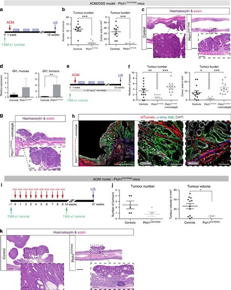 Stromal Hh Activation Attenuates Colonic Tumour Development A