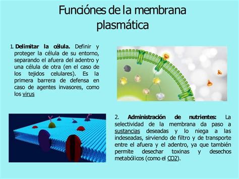 La Membrana Plasmática Ppt Descarga Gratuita