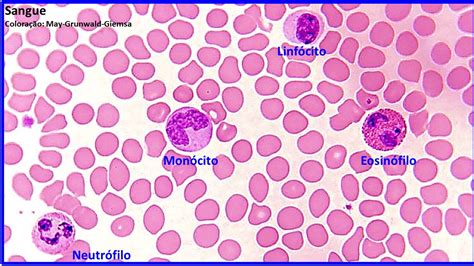 Histologia De Monócitos