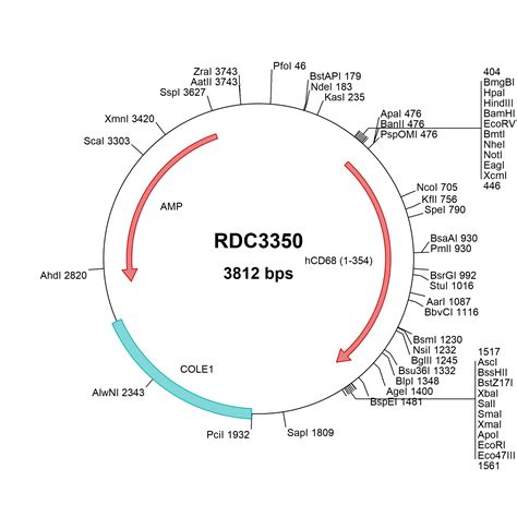 Human CD68 SR D1 NP 001242 2 VersaClone CDNA RDC3350 R D Systems