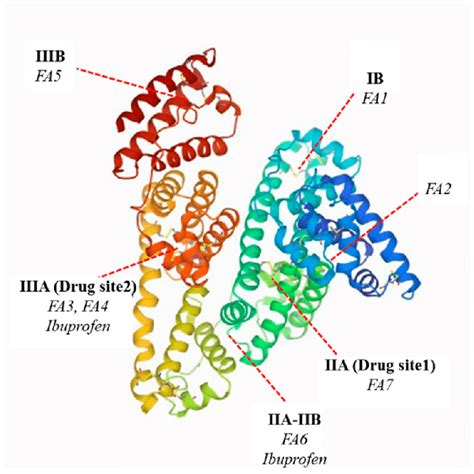 Scheme The Main Fatty Acids And Ibuprofen Binding Sites In The Human