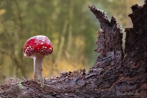 Amanite Tue Mouches Amanita Muscaria Roland Letscher Flickr