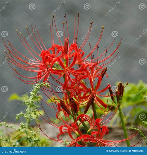 Red Spider Lily Lycoris Radiata Stock Photo Image Of Plant Lycoris