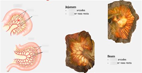 The mesentery Diagram | Quizlet