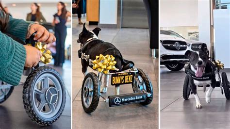 Mercedes Benz Transforma La Vida De Un Perro Discapacitado Con