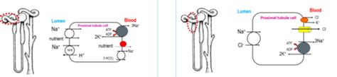 Renal Physiology Part 2 Flashcards Quizlet