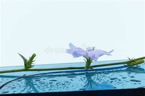 Cichorium Intybus Common Chicory Flowers Isolated On Blue Background