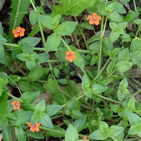 Scarlet Pimpernel Anagallis Arvensis Approx 500 Seeds