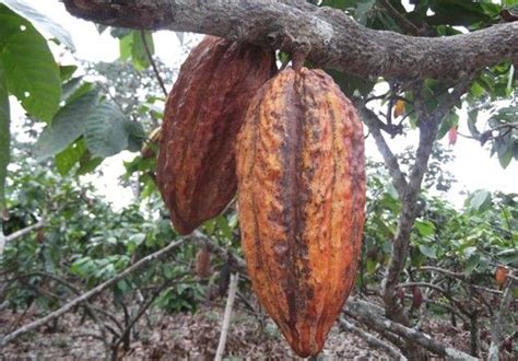 Tour Familiar En Ecuador ´´ruta Del Cacao Costa Y Las Mejores Playas´´ Día 1 Y 2 Ruta De Cacao