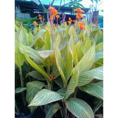 Jual Tanaman Hias Canna Bunga Kuning Shopee Indonesia