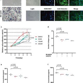 MLN4924 Inhibited The Growth And Migration Of HMEC 1 Cells And Induced