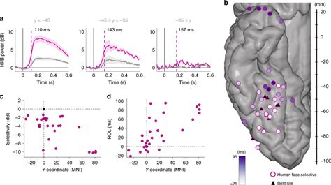 Temporal Distribution Of Human Face Information On Face Selective