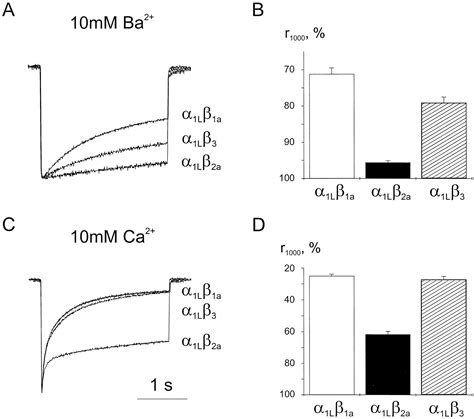 On The Role Of Ca2 And Voltage Dependent Inactivation In Cav1 2