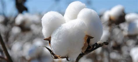 Tout Savoir Sur Le Coton Bio Les Mouettes Vertes