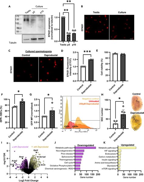 Hif Signalling Pathways Are Important For Normal Ssc Function And Are