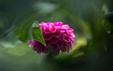 Rosa Dahlie Gr Ner Dunstiger Hintergrund X Uhd K