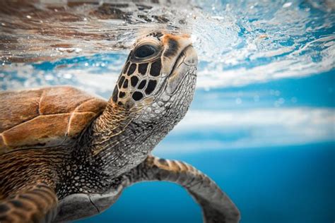 An Underrated Experience Snorkel Cook Islands Rarotonga Traveller