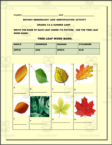 Botany Dendrology Leaf Identification Activity By Teach Simple