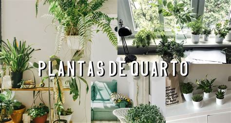 As Melhores Plantas Para Ter No Quarto