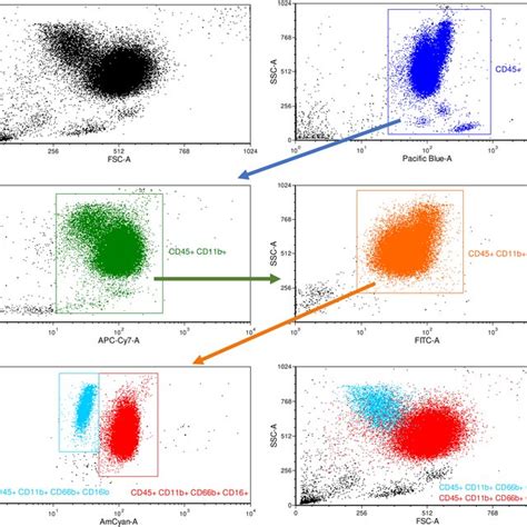 Specific PMN staining on isolated cells: PMNs were identified with the... | Download Scientific ...