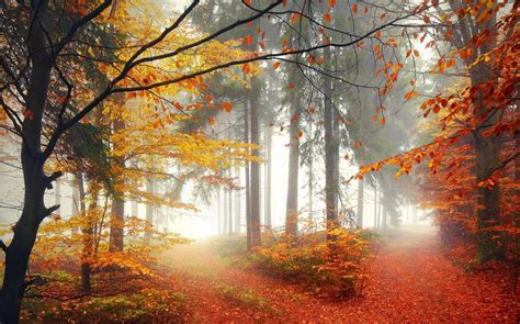 Fondos de pantalla luz de sol Árboles paisaje luces bosque otoño