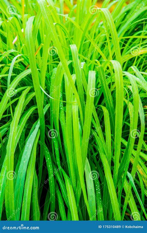 Background Of Vetiver Grass Stock Image Image Of Colorful Background 175310489