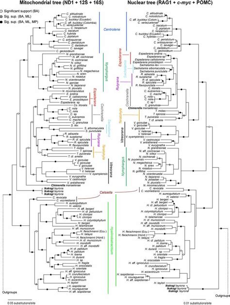 Maximum Likelihood Phylogeny Of Glassfrogs Inferred From Mitochondrial