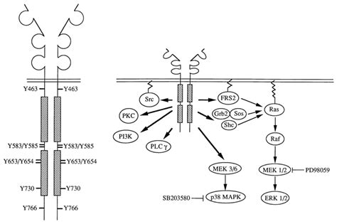 Fgf Signaling Pathways Left Fgfr Dimerisation With Tyrosine Download Scientific Diagram