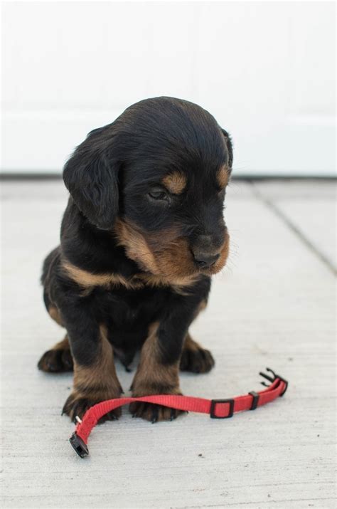 Gordon Setter Puppies For Sale | Lewiston, UT #305921