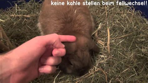 Kaninchen Fellwechsel Ratgeber HD YouTube