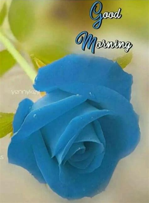 Blue Rose Good Morning Pictures Wishgoodmorning