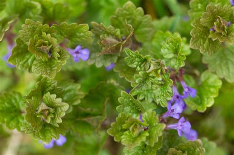 Der Gundermann Glechoma Hederacea Storl De