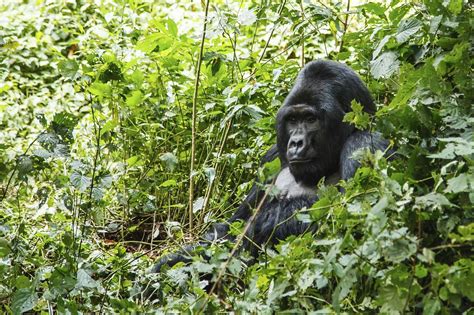 Day Bird Watching Safari In Rwanda