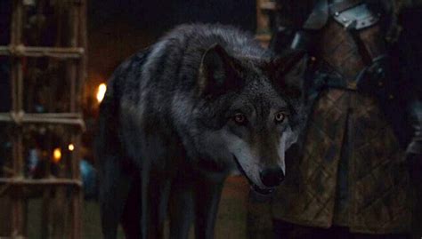 Robb Stark Wolf Head