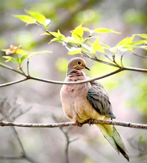 What Does a Mourning Dove Call Sound Like? - Birds and Blooms 