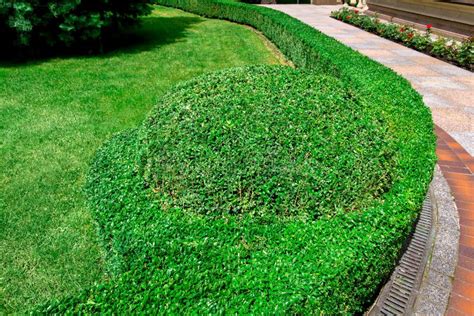 Landscape Design Hedge of Boxwood Bushes. Stock Image - Image of formal ...