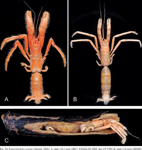 Figure 7 from A NEW CLASSIFICATION FOR THE PYLOCHELIDAE (DECAPODA: ANOMURA: PAGUROIDEA) AND ...