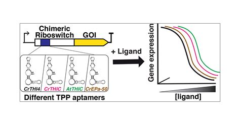 Development Of Novel Riboswitches For Synthetic Biology In The Green