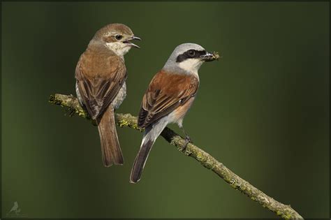 Das Paar Foto Bild Tiere Wildlife Wild Lebende V Gel Bilder Auf